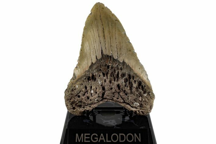 Huge, 5.72" Fossil Megalodon Tooth - North Carolina